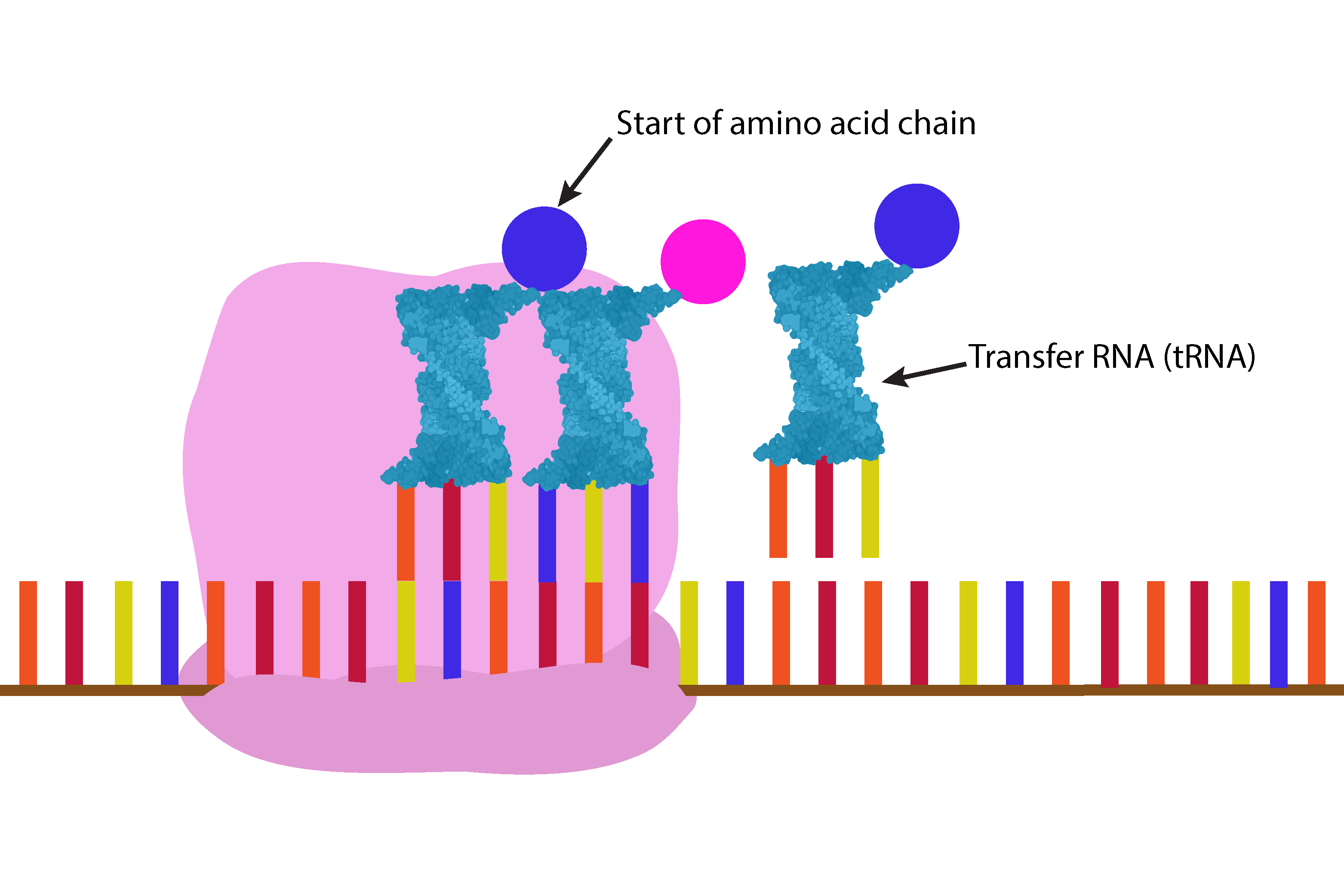 tRNA moves along the mRNA amino acids start to join in the ribosome